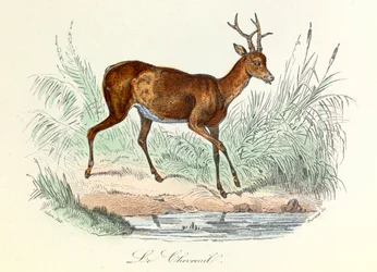 Illustration fra bogen "Buffons samlede værker": Les animaux: Le deer (gravering)