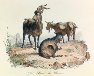 Illustration fra bogen "Buffons samlede værker": Les animaux: Le goat et les goats (kobberstik)