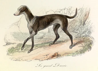 Illustration fra bogen "Buffons samlede værker": Les animaux: Le grand danois (kobberstik)