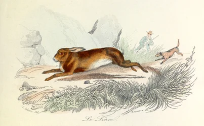 Illustration fra bogen "Buffons samlede værker": Les animaux: Le hare (kobberstik)