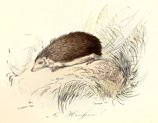 Illustration fra bogen "Buffons samlede værker": Les animaux: Le herisson (kobberstik)
