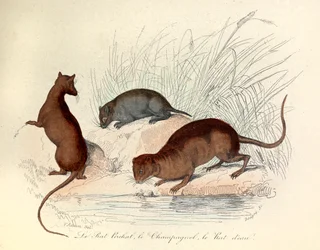 Illustration fra bogen "Buffons samlede værker": Les animaux: Le rat perchat, le vole et le rat d