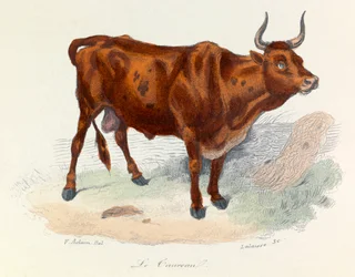 Illustration fra bogen "Buffons samlede værker": Les animaux: Le taureau (gravering)
