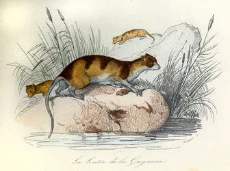 Illustration fra bogen "Buffons samlede værker": Les animaux domestiques: La otter de Guiana (gravering)