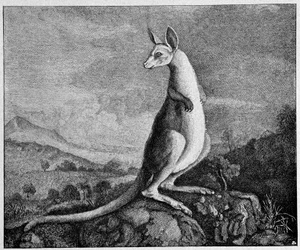Kænguru fra tegningen af kaptajn Cook, der opdagede ham i Australien - fra en kobberstik fra 1774