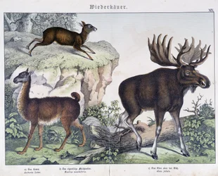 Lama, elg (elg) - i "" Naturhistorier om pattedyr", red. Schreiber