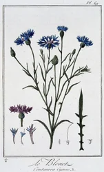 Kornblomsten (Centaurea Cyanus) - i "Øvelser i botanik til brug for handlende", skrevet af J.C. Philibert, Imprimerie de Crapelet, Paris