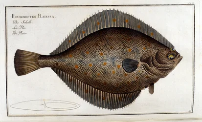 Pighvar eller Pleuronectes Platessa efter Marc Elieser Bloch Ichthyologie Paris - Berlin - London 1787