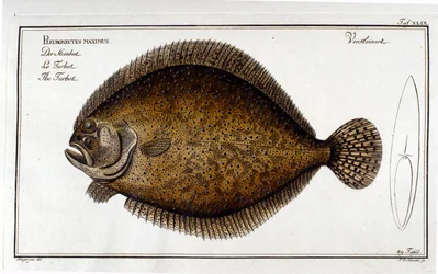 Pighvar eller Pleuronectes maximus fra efter Marc Elieser Bloch Ichthyologie Paris - Berlin - London 1787.