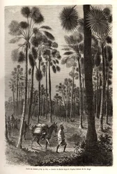 Løjtnant Mages karavane skrider frem mod Niger og krydser en skov af kæmpe palmer i provinsen Damfa, Mali. Gravering til illustration af løjtnant (Flåden) M. Mages rejse til Vestsudan i 1863-1866, offentliggjort i "Le tour du monde, nouve