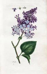 Lilla