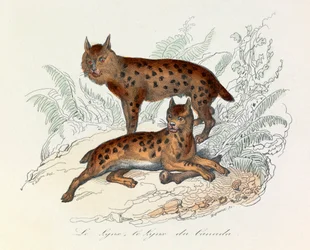 Lynx og Canada lynx, to firbenede pattedyr, klassificeret af Linneene og Cuvier (kobberstik)