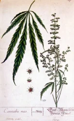Hanlig cannabisplante. 1800-tals gravering.