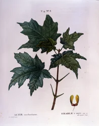 Ahorn gren. Botanisk tavle fra et herbarium fra begyndelsen af 1800-tallet.
