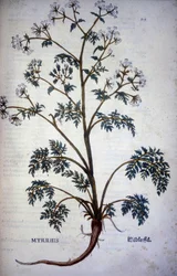 Myrrhis Odorata Fuchs: kørvelmoskus - I "" Natural History of Cocoa and Sugar""