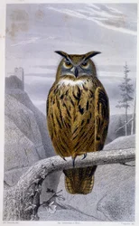 Naturhistorisk plade: Owl: The Grand Duke (Grand Duke) - i "" Works of Buffon"", T.5, udg. Fume Jouvet & Cie