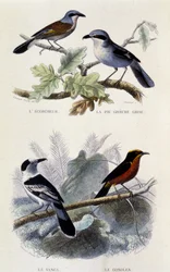 Naturhistorisk tavle: Fugle: Ecorcheuren, den grå greche-tærte, vangaen og gonoleken - i “” Works of Buffon””, T.5, red. Rygning Jouvet & Cie