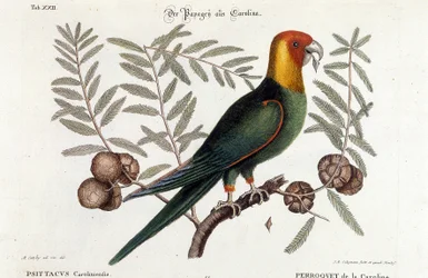 Ornitologi: Carolina papegøje. (Psittacus caroliniensis)