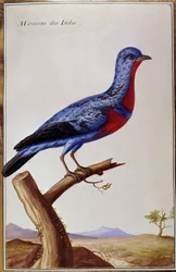 Ornitologi: en spurv fra Indes. Tallerken fra 1700-tallet. Paris, B.N.