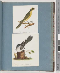 Side 101. Gultuftet Honningæder. 102. Uidentificeret Fugl