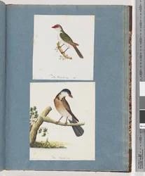 Side 105. Rødbrynet Finke. 106. Uidentificeret Fugl