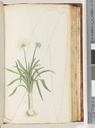 Side 107. Ingen inskription. Uidentificeret plante