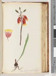 Page 110. Blandfordia nobilis Exot. Bot / t 4. Christmas Belldani