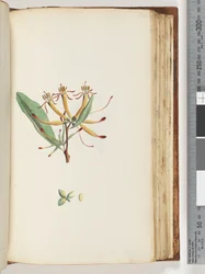 Side 112. Uidentificeret plante