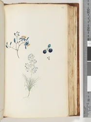 Side 114. Unavngivet blomstrende plante