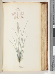 Side 115. Uidentificeret plante