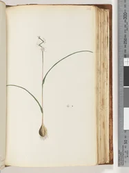 Side 116. Uidentificeret plante