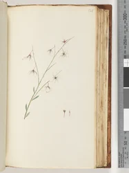 Side 121. Uidentificeret plante