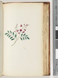 Side 125. Uidentificeret plante