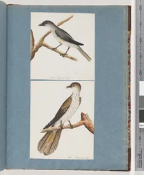 Page 127. Unidentified Bird. 128. Unidentified Birddani