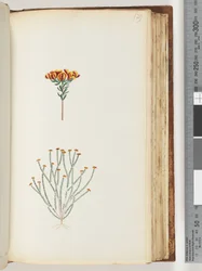 Page 129. Unidentified plantdani