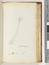 Side 131. Germen hairy / Ericifolia ufærdig tegning