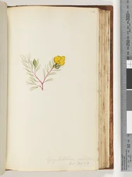 Side 134. Gompholobium grandiflorum / Exot. Bot. t. 5