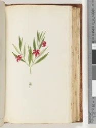 Side 136. Uidentificeret plante