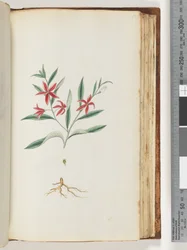 Page 137. Unidentified plantdani