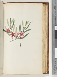 Page 138. Unnamed flowering plant and insectdani