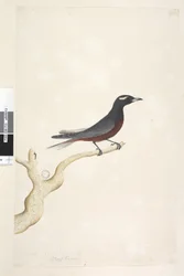 Side 13. Ocyptamus. ovenstående titel i anden hånd december. Naturlig størrelse Hvid, Browed Wood Swallow Artamus superciliosus, han, 1791-92