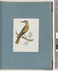 Page 144. Unidentified Birddani