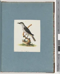 Side 146. Uidentificeret fugl. Honningæder