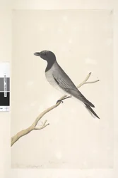 Page 14. Ceblephyris. above title in different hand August. Natural size Little Cuckoo, Shrike? Coracina robusta, 1791-92dani