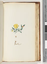 Side 153. Uidentificeret plante