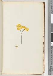 Page 15. Unidentified plantdani