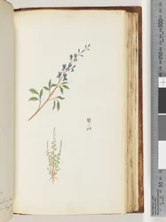 Side 163. Uidentificeret plante