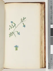 Side 164. Uidentificeret slyngplante
