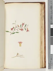 Page 166. Unidentified plantdani