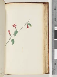 Side 167. Uidentificeret plante